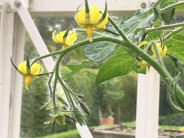 Tomato flowers